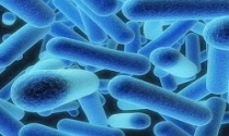 Novembro 2017 - DGS e INSA criam nova NORMA -  Prevenção e Controlo Ambiental da bactéria Legionella em Unidades de Saúde